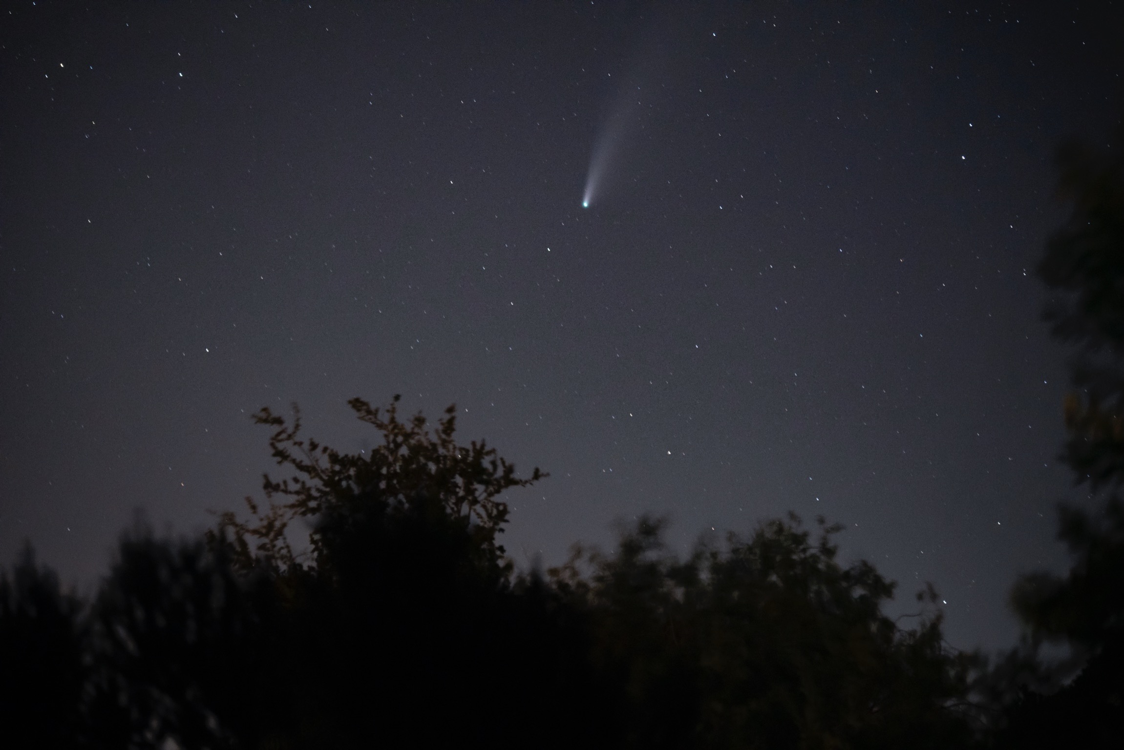 Comet Over Trees