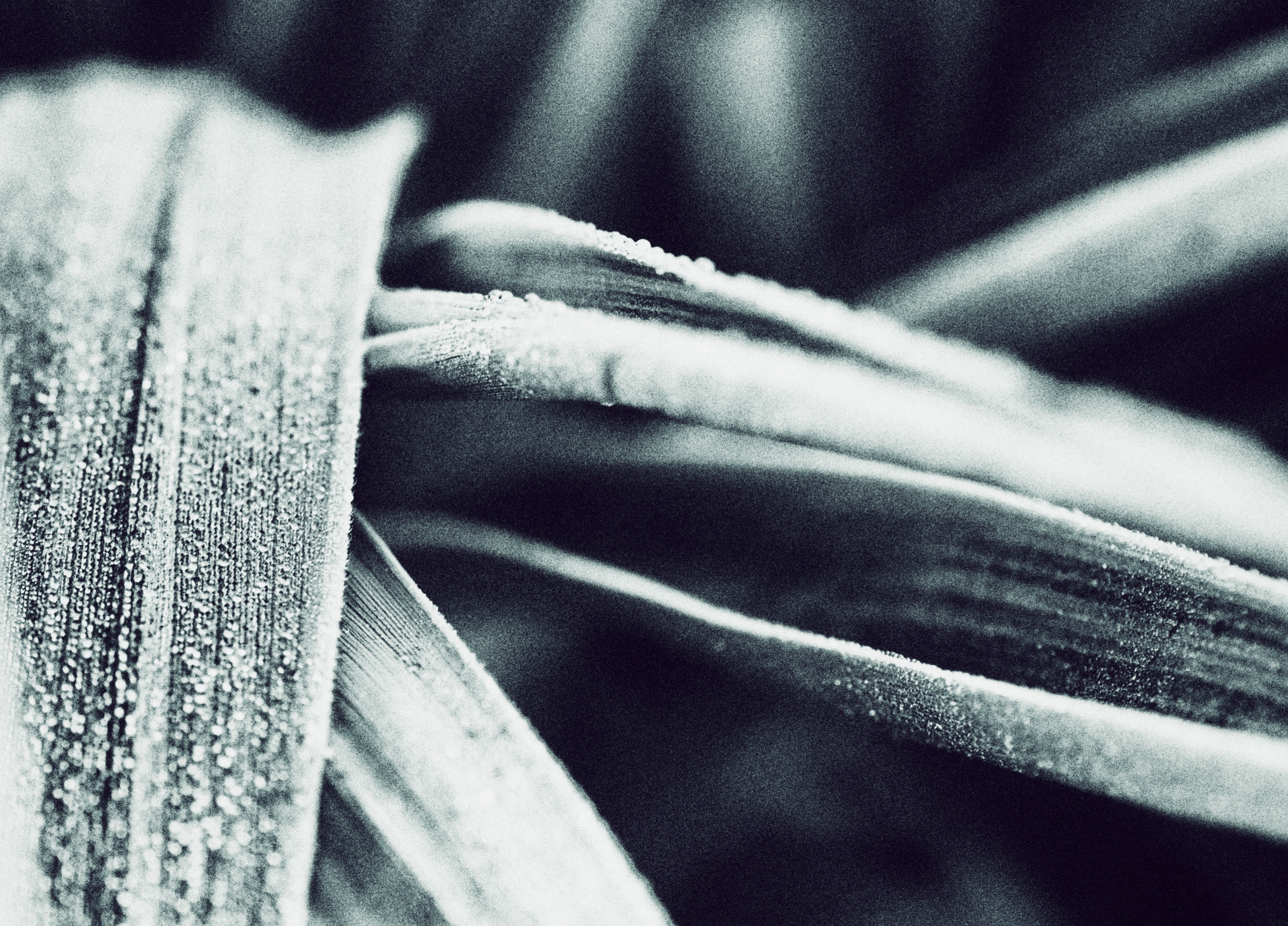 Cordyline