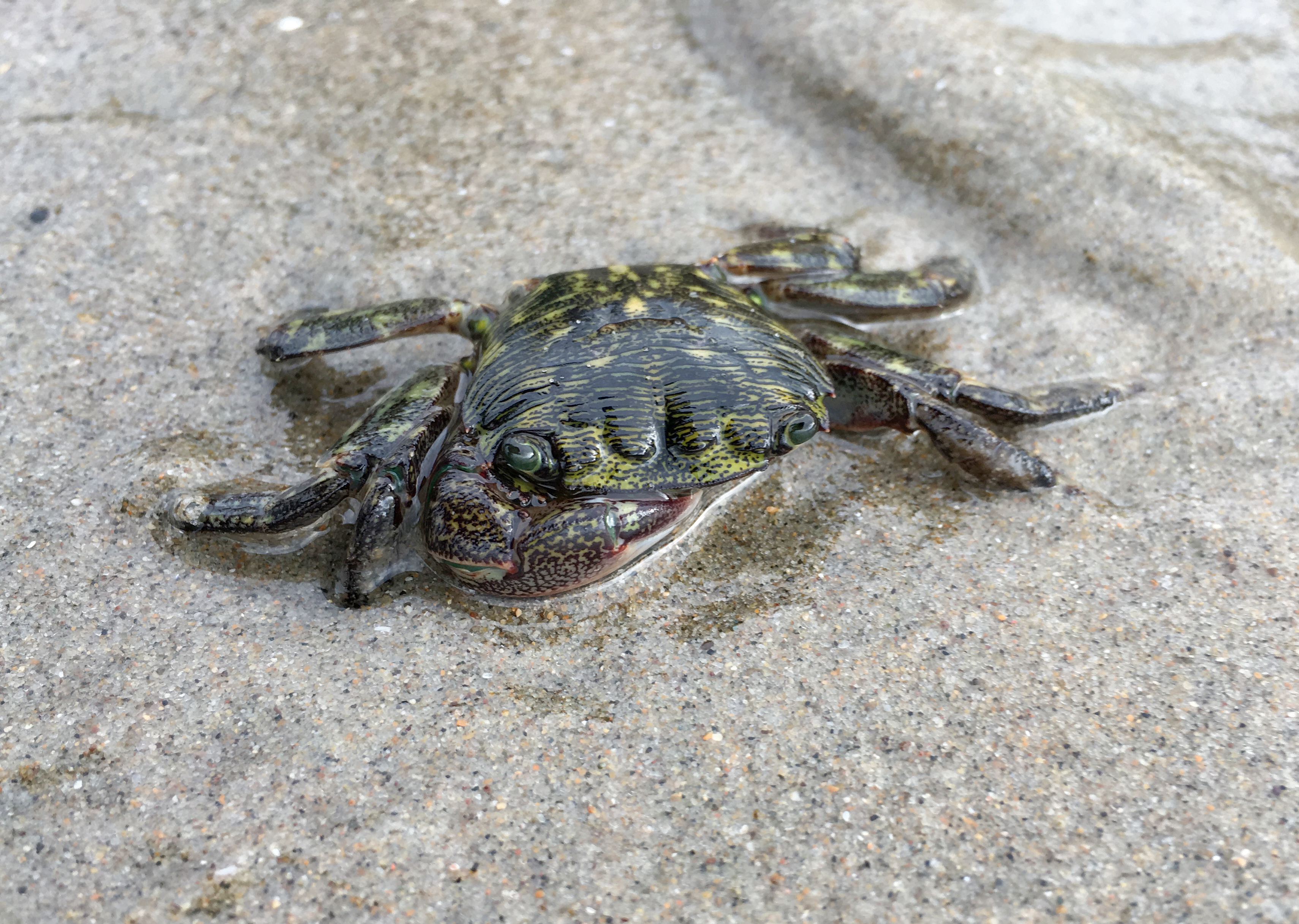 Crabby
