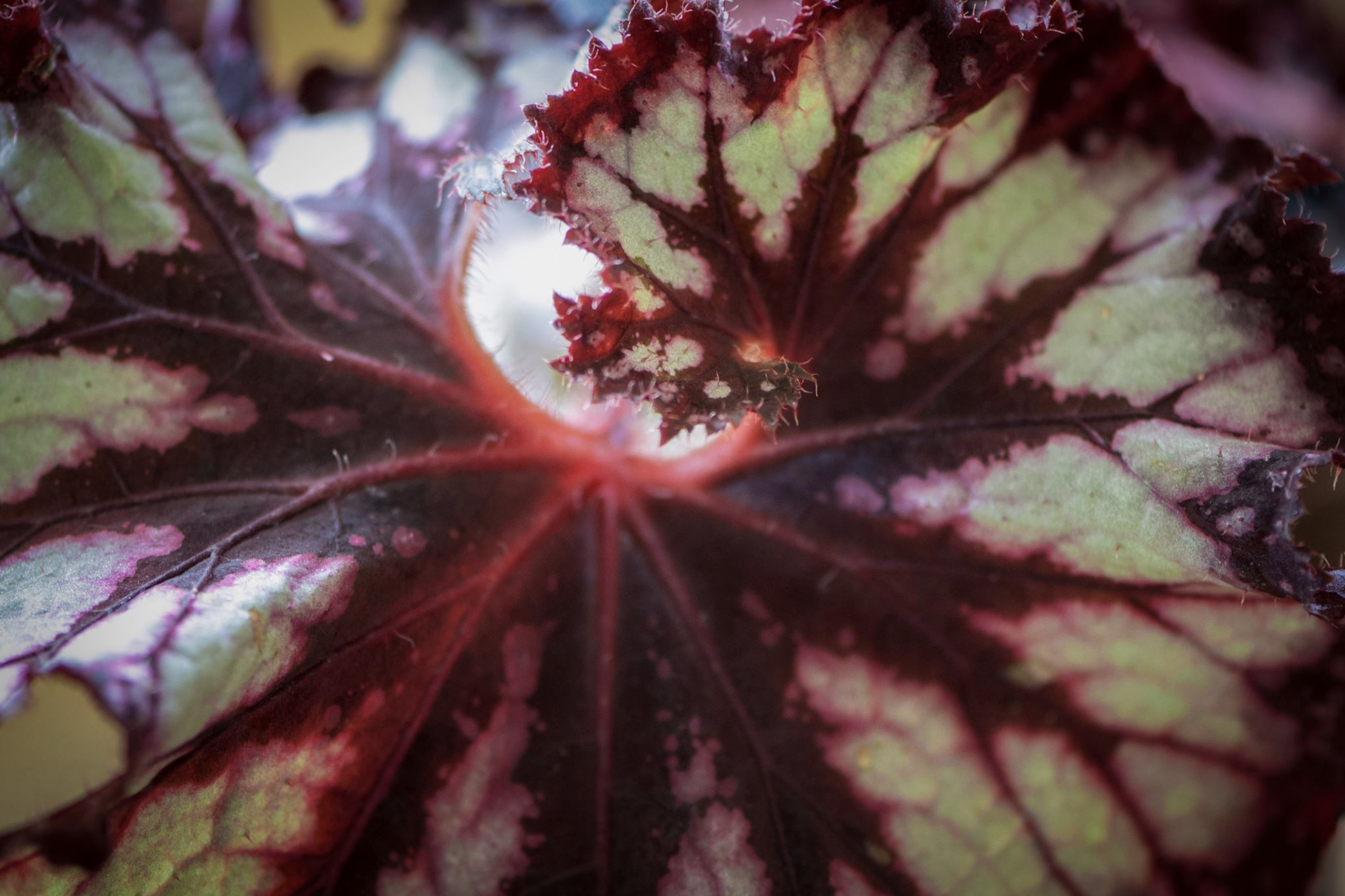 Deep Begonia