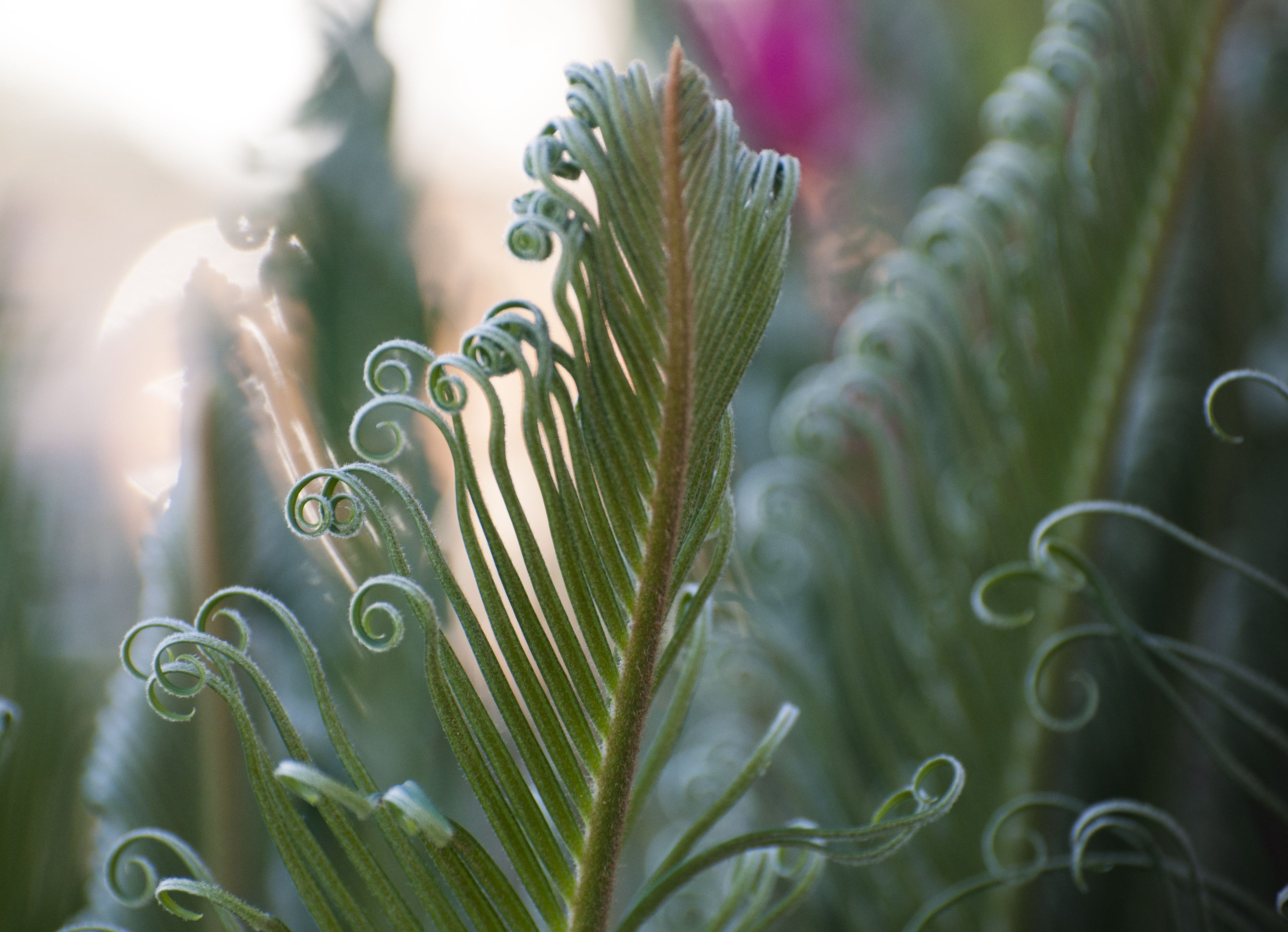 Queen Anne at Sunset
